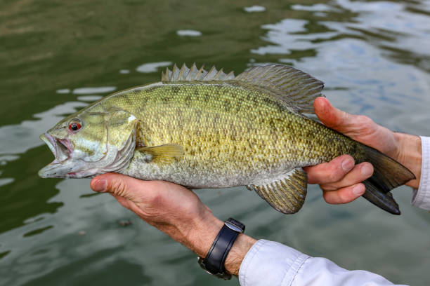 baixo de smallmouth preso no rio snake, idaho - smallmouth bass fotos - fotografias e filmes do acervo