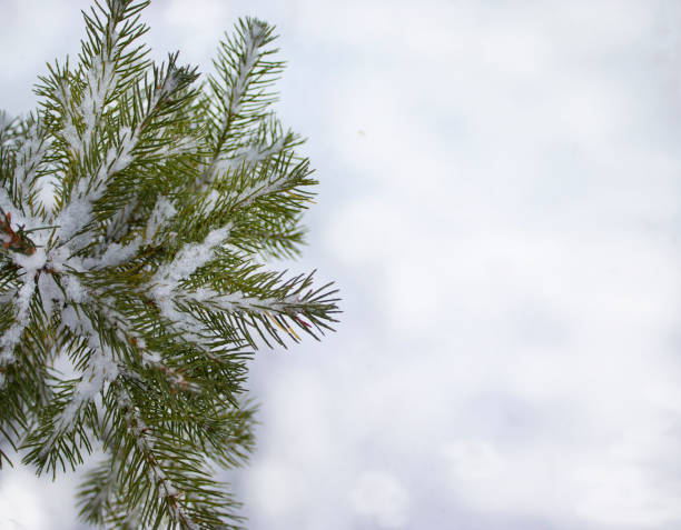 istock Green fir trees with snow on branches. 1358467525