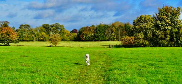 istock English Countryside 1358468072