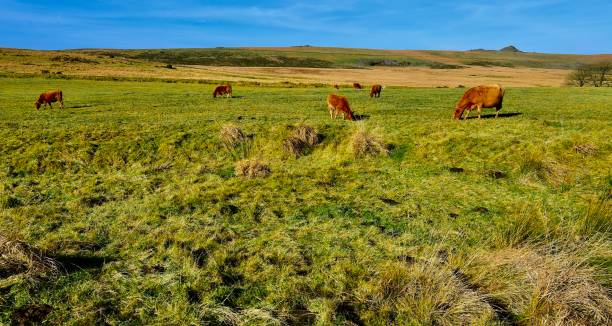 istock English Countryside 1358468162