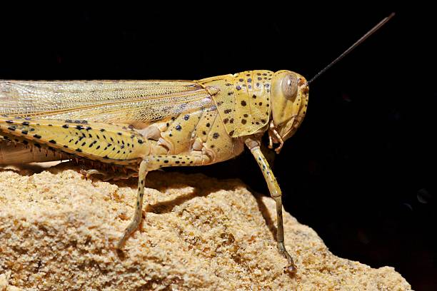 gafanhoto - locust epidemic grasshopper pest imagens e fotografias de stock
