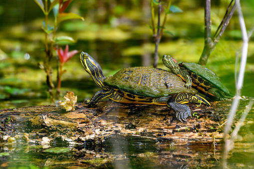 painted turtle (Chrysemys picta) and red-eared slider (Trachemys scripta elegans) Sunning