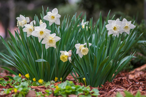 Narcissus hybridus bright white trumpet daffodils stainless flowers in bloom, early springtime bulbous flowering plants, green leaves