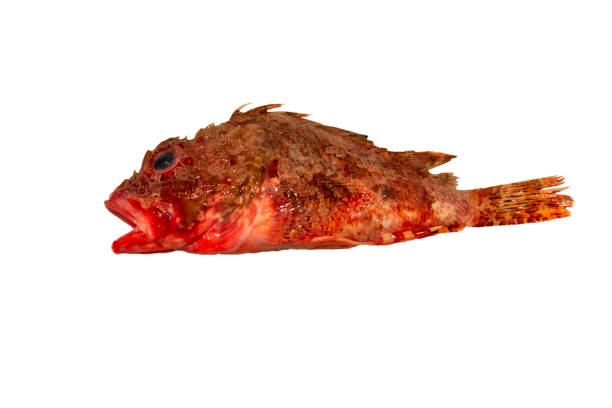 Freshly caught red scorpionfish isolated on a white background. Scorpaena scrofa Freshly caught red scorpionfish isolated on a white background. Scorpaena scrofa red scorpionfish photos stock pictures, royalty-free photos & images