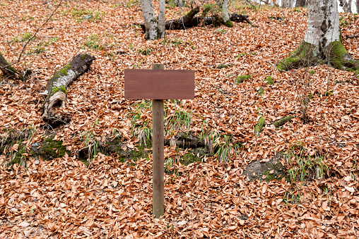 empty wooden board in the forest