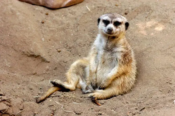 Photo of meerkat
