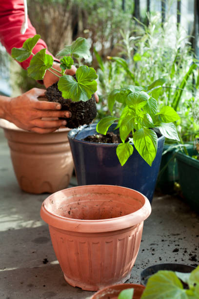 istock Gardening activity on the sunny balcony  -  repotting the plants Geranium, Pelargonium, pepper plants, squash seedlings and young cucumber plants. 1358477843