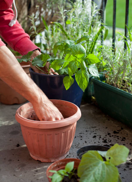 istock Gardening activity on the sunny balcony  -  repotting the plants Geranium, Pelargonium, pepper plants, squash seedlings and young cucumber plants. 1358478739