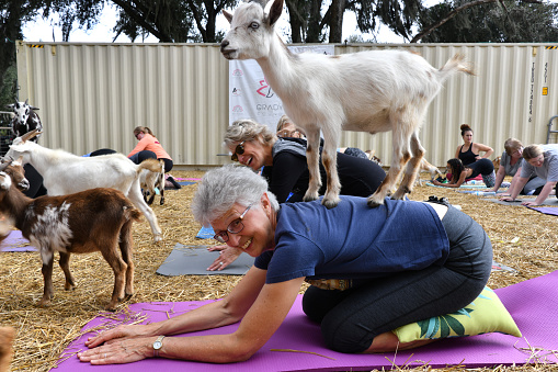 A goat yoga session is taking place in a barnyard. A licensed instruction leads the session while a herd of baby goats roams through the session and climb on participants. \nThonotosassa, Florida, USA\n11/20/2021
