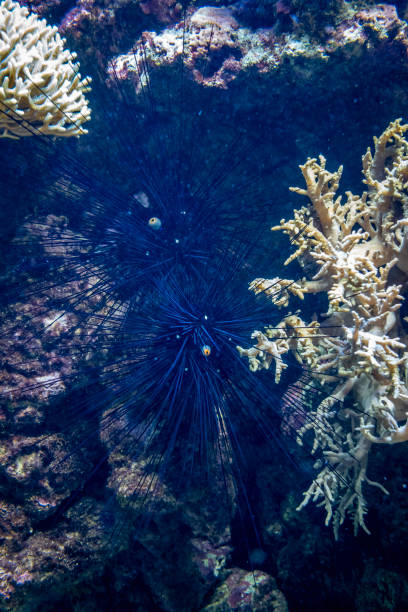 Sea urchins among corals camouflaged against dark background, on rough bottom surfaces in an aquarium. Selective focus around the middle of image. Scene in artificial lighting.
