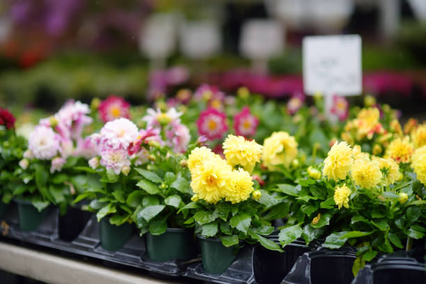 plants in garden center or street market. sale of varietal seedlings of flowers in pots. sprouts of dahlias. season of planting flowers. - plant nursery imagens e fotografias de stock