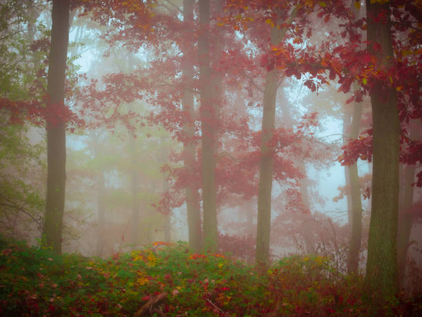 istock Mysterious foggy forest 1358481484