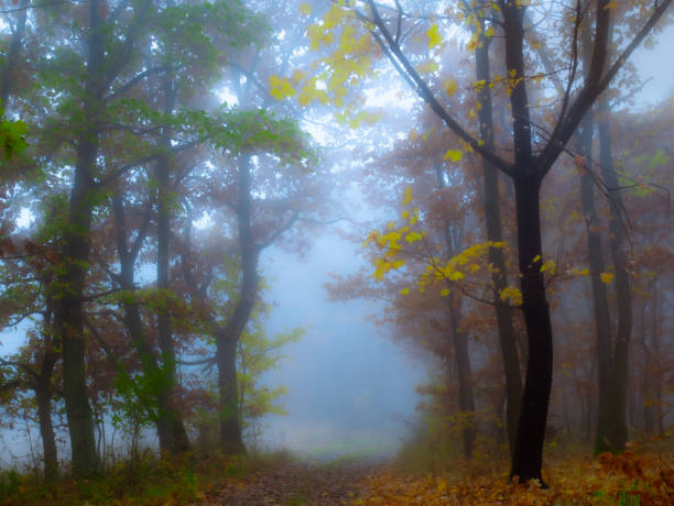 istock Mysterious foggy forest 1358481494