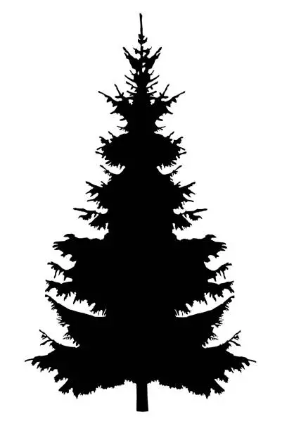 Photo of Christmas Tree