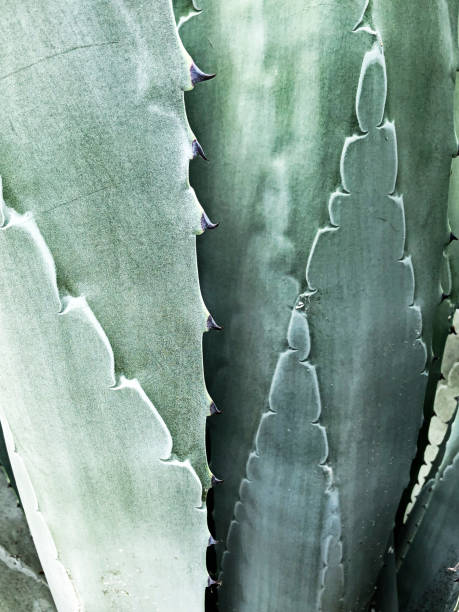 istock Aloe Plant Nature Abstract With Leaves 1358483453