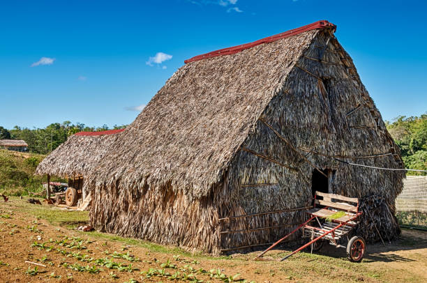 celeiro de tabaco e carrinho em vinales - tobacco wagon - fotografias e filmes do acervo