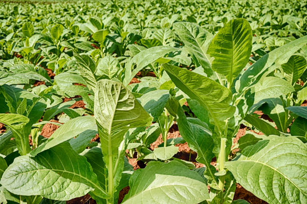 A natural background scene with young tobacco plants growing in a field in Vinales, Cuba.