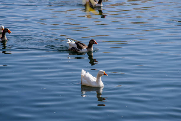 istock Domestic geese swim in the river. 1358484579