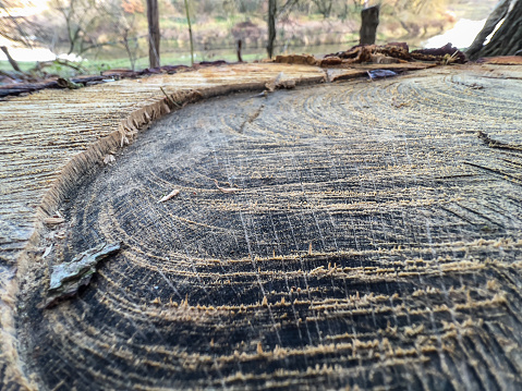 A sawn-off tree stump with beautiful fibers.