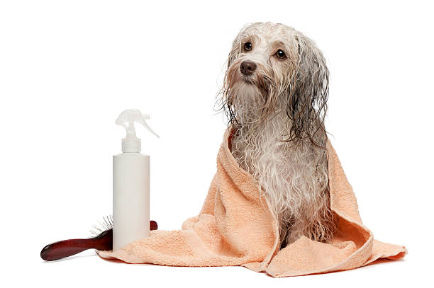 istock Wet chocolate Havanese dog wrapped in a towel after a bath 135848604
