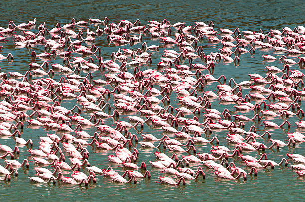 vous recherchez un repas - lake manyara national park photos et images de collection