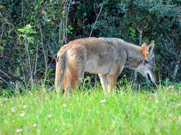 istock Coyote (Canis latrans)  standing in the grass 1358487329