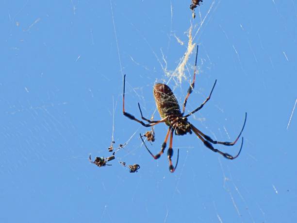 istock Golden Silk Orb Weaver Spider (Nephila) in its web with a clear sky in the background 1358489865