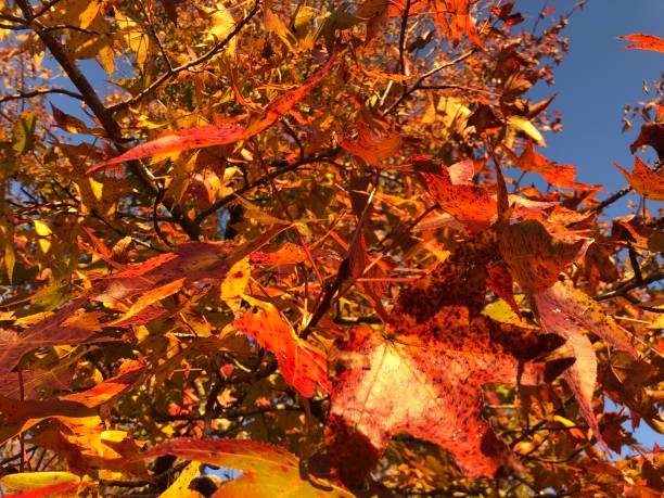 istock Autumn Fall Sweet Gum Leaves 1358489869