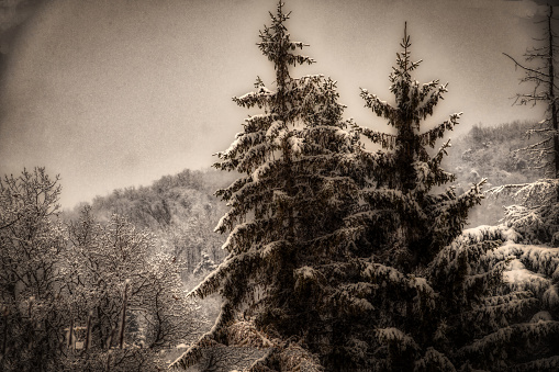 snow covered pine trees in an Italian forest during the winter at Christmas time