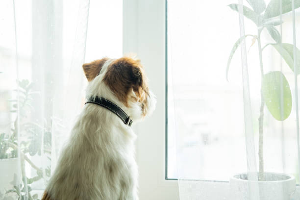 istock Purebred Jack Russell Terrier. 1358492161