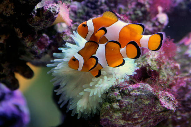 orange clown fish in the coral reef