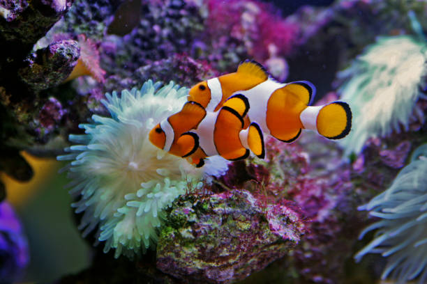 poisson-clown anémone - amphiprion ocellaris - tentacled sea anemone photos et images de collection