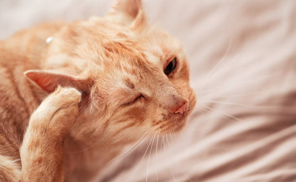 istock Beige or cream coloured older cat resting on bed, scratching his ear, one eye closed 1358492717