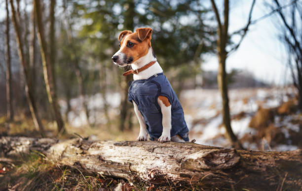 istock Small Jack Russell terrier in dark blue winter jacket leaning on fallen tree with grass and snow patches, blurred trees or bushes background 1358492721