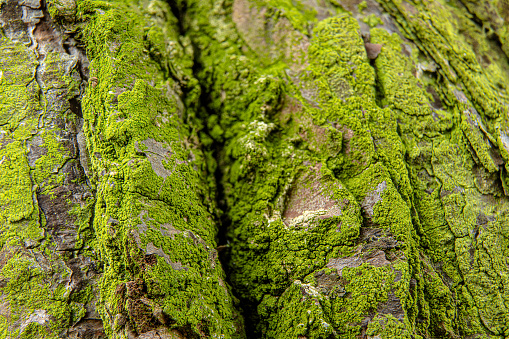 Fine green moss growing on bark of a tree in forest, closeup detail