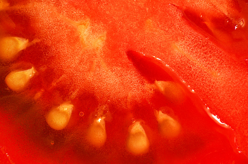 Slice of fresh tomato, pulp structure visible under 1.5x magnification microscope -  image width = 23mm