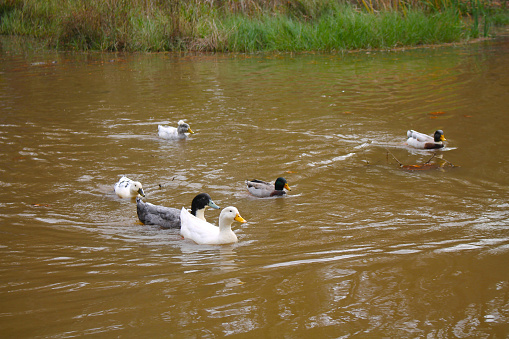 A female mallard duck swimming on a lake and quacking.