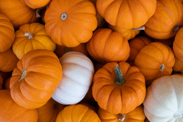 istock Orange and White Baby Pumpkins 1358494595