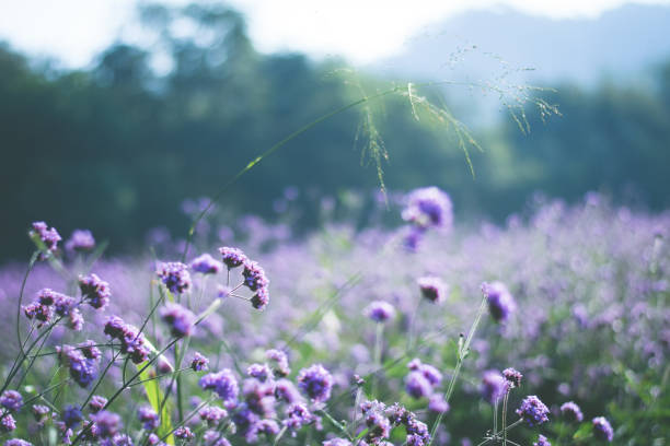 istock violet verbena field. flower background 1358494602