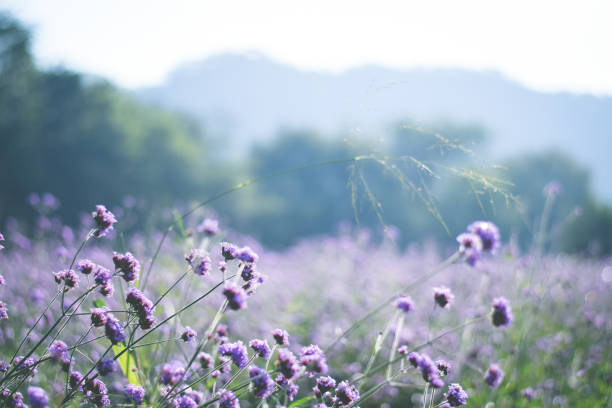 istock violet verbena field. flower background 1358494632