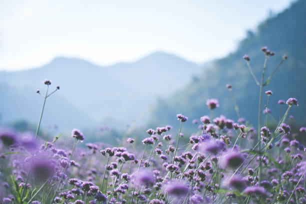 バイオレットバーベナフィールド。花の背景 - autumn flower holiday plant ストックフォトと画像