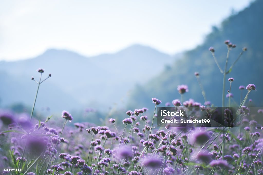 violet verbena field. flower background Flower Stock Photo