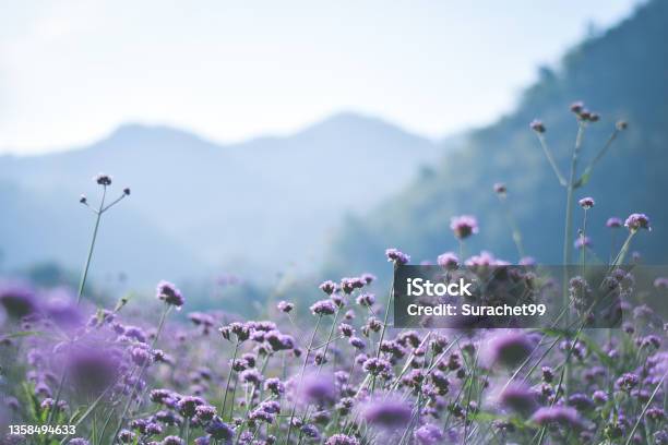 Violet Verbena Field Flower Background Stock Photo - Download Image Now - Flower, Springtime, Purple