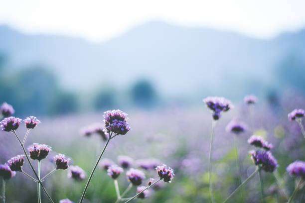 istock violet verbena field. flower background 1358494634