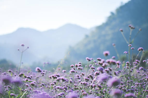 istock violet verbena field. flower background 1358494651