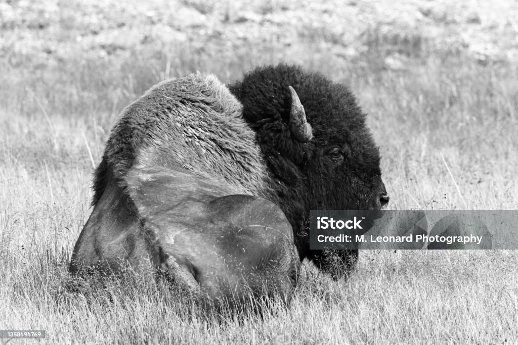 American Bison (Bison bison) An American bison shows his strength, even while half-dozing; Yellowstone National Park, Wyoming. American Bison Stock Photo