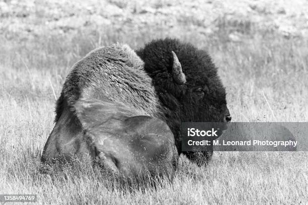 American Bison Stock Photo - Download Image Now - American Bison, Animal, Animal Body Part
