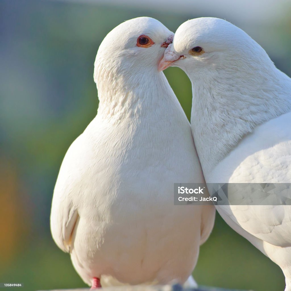 loving white doves two loving white doves Animal Stock Photo