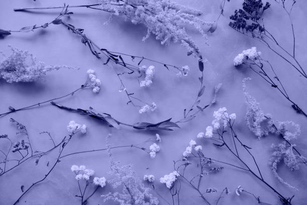 istock Trendy floral background toned in very peri colour 1358494873