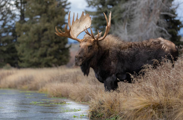 alce no parque nacional grand teton - alce - fotografias e filmes do acervo